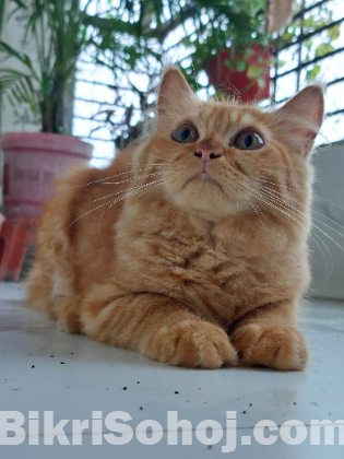 Traditional Persian Cat
